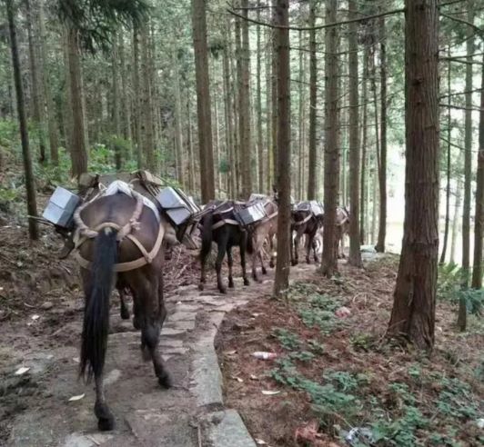 安徽馬幫運(yùn)輸隊(duì)