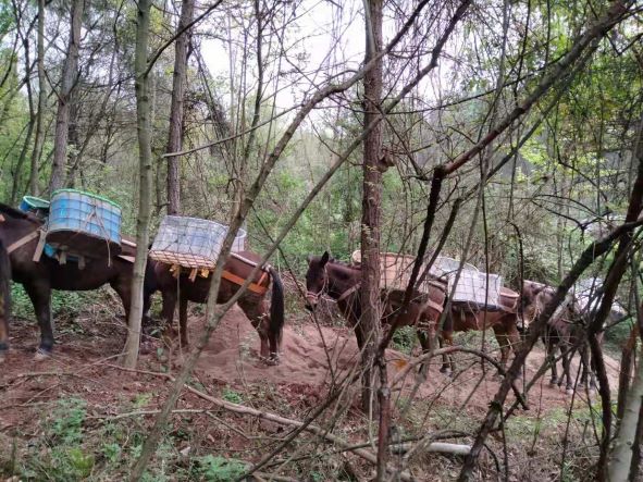 安徽山區(qū)騾馬運輸隊