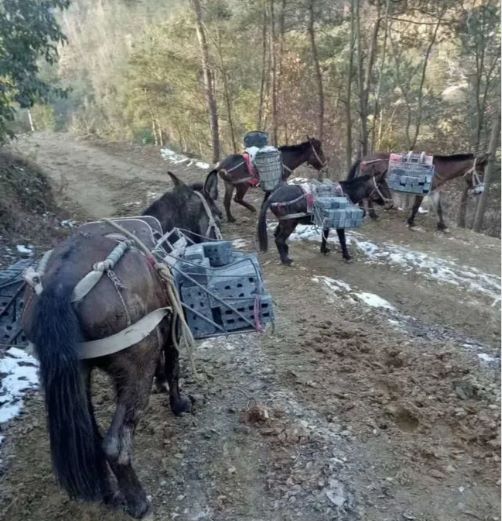 安徽騾馬運(yùn)輸隊