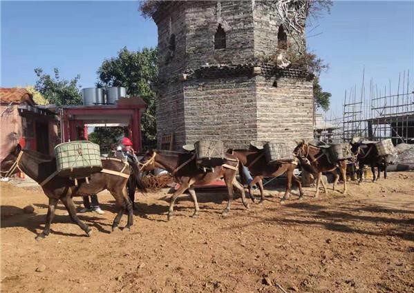 安徽山區(qū)騾馬運(yùn)輸隊