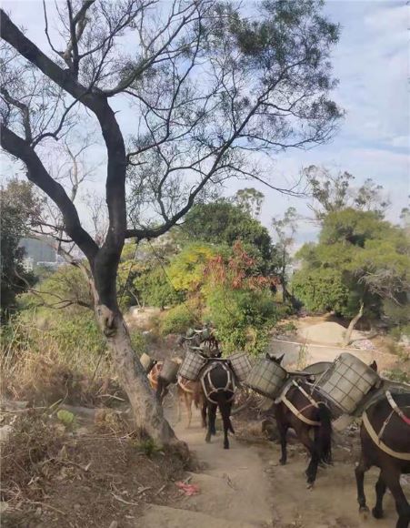 安徽山區(qū)騾子運輸隊