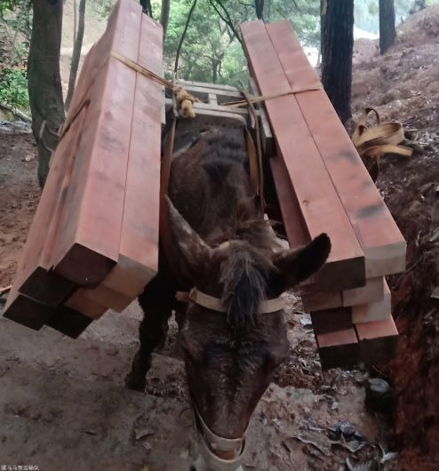 安徽騾馬運(yùn)輸